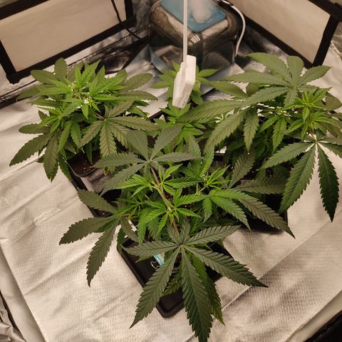 SUPER LEMON HAZE, MOBY-D, CRITICAL +2 & GORILLA GLUE #4 growlog photo: Plantas al día de hoy recuperadas del LST