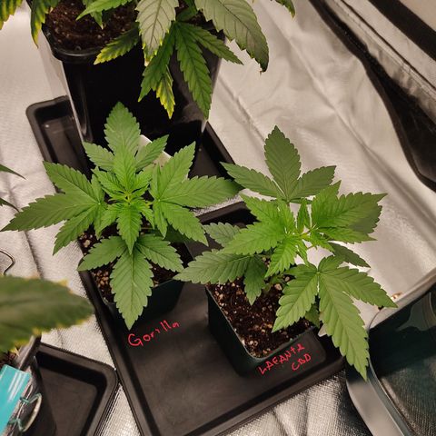 SUPER LEMON HAZE, MOBY-D, CRITICAL +2 & GORILLA GLUE #4 growlog photo: Así las genéticas más chicas.