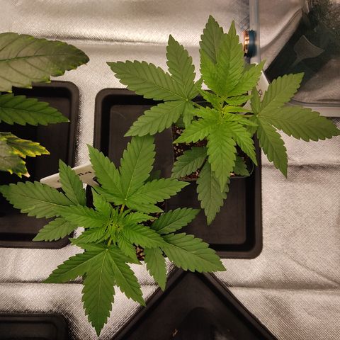 SUPER LEMON HAZE, MOBY-D, CRITICAL +2 & GORILLA GLUE #4 growlog photo: Así las genéticas más chicas.