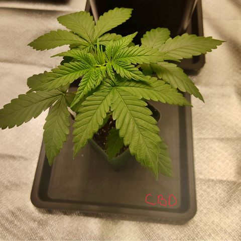 LAFANTA CBD growlog photo: Así al día.