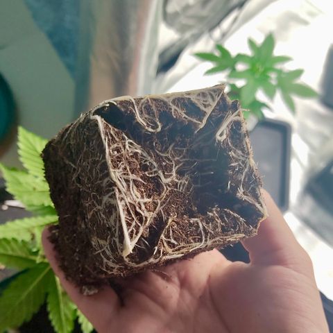 LAFANTA CBD growlog photo: Pan de raíces.