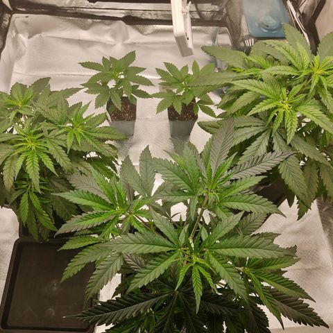 LAFANTA CBD growlog photo: Junto a nuestras demás genéticas.