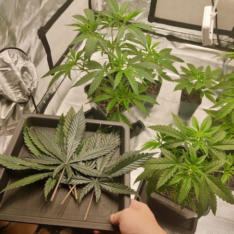 SUPER LEMON HAZE, MOBY-D, CRITICAL +2 & GORILLA GLUE #4 growlog photo: Poda selectiva