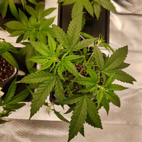 SUPER LEMON HAZE, MOBY-D, CRITICAL +2 & GORILLA GLUE #4 growlog photo: Segundo guiado LST