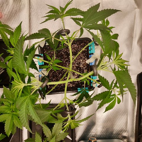 SUPER LEMON HAZE, MOBY-D, CRITICAL +2 & GORILLA GLUE #4 growlog photo: Segundo guiado LST