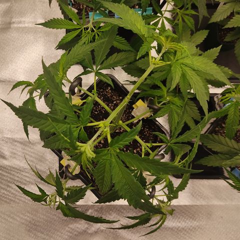 SUPER LEMON HAZE, MOBY-D, CRITICAL +2 & GORILLA GLUE #4 growlog photo: Segundo guiado LST