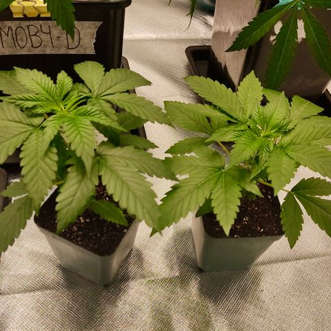SUPER LEMON HAZE, MOBY-D, CRITICAL +2 & GORILLA GLUE #4 growlog photo: Así va la Gorilla, la genética del grupo más pequeña en tiempo junto a la CBD.