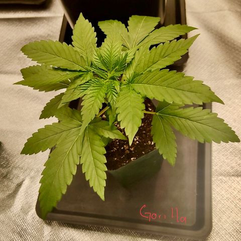 SUPER LEMON HAZE, MOBY-D, CRITICAL +2 & GORILLA GLUE #4 growlog photo: Así va la Gorilla, la genética del grupo más pequeña en tiempo junto a la CBD.