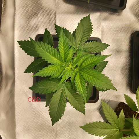 LAFANTA CBD growlog timeline photo