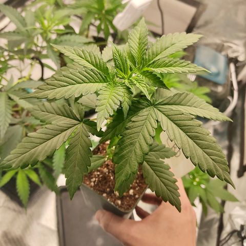 LAFANTA CBD growlog timeline photo
