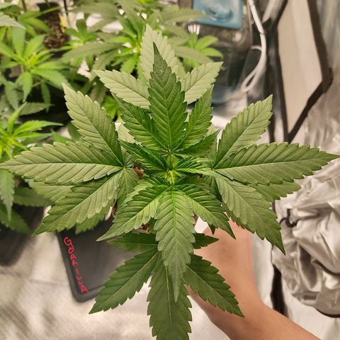 SUPER LEMON HAZE, MOBY-D, CRITICAL +2 & GORILLA GLUE #4 growlog photo: Gorilla