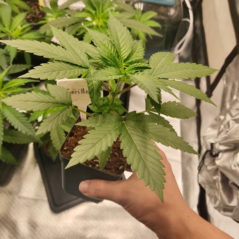 SUPER LEMON HAZE, MOBY-D, CRITICAL +2 & GORILLA GLUE #4 growlog photo: Gorilla