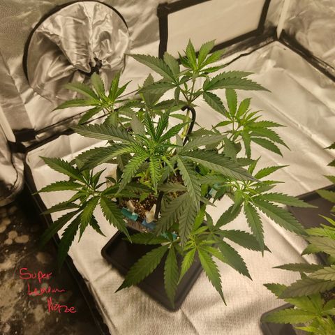 SUPER LEMON HAZE, MOBY-D, CRITICAL +2 & GORILLA GLUE #4 growlog photo: SLH