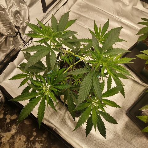 SUPER LEMON HAZE, MOBY-D, CRITICAL +2 & GORILLA GLUE #4 growlog photo: SLH