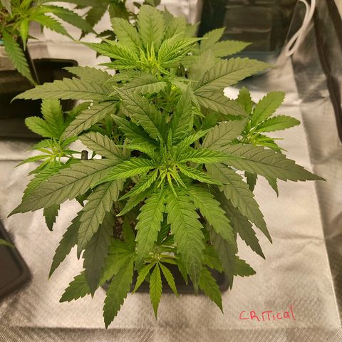 SUPER LEMON HAZE, MOBY-D, CRITICAL +2 & GORILLA GLUE #4 growlog photo: Critical +2