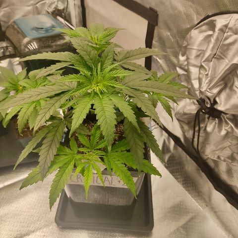 SUPER LEMON HAZE, MOBY-D, CRITICAL +2 & GORILLA GLUE #4 growlog photo: Critical +2