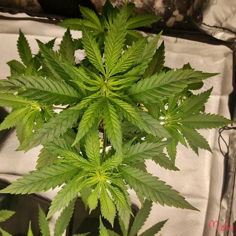 SUPER LEMON HAZE, MOBY-D, CRITICAL +2 & GORILLA GLUE #4 growlog photo: Moby-D
