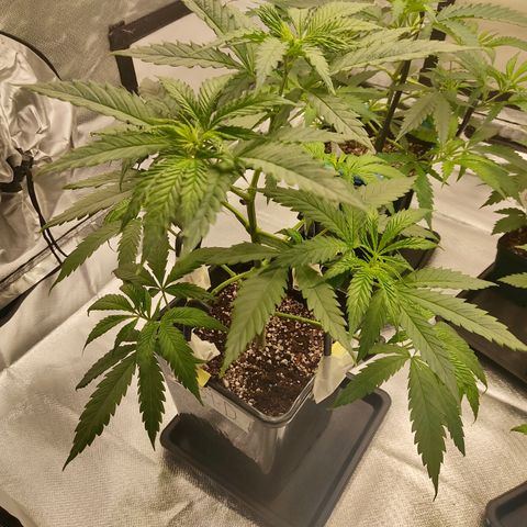 SUPER LEMON HAZE, MOBY-D, CRITICAL +2 & GORILLA GLUE #4 growlog photo: Moby-D