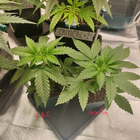 SUPER LEMON HAZE, MOBY-D, CRITICAL +2 & GORILLA GLUE #4 growlog photo: Todas las genéticas 