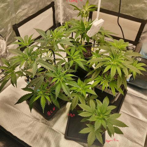 SUPER LEMON HAZE, MOBY-D, CRITICAL +2 & GORILLA GLUE #4 growlog photo: Todas las genéticas 