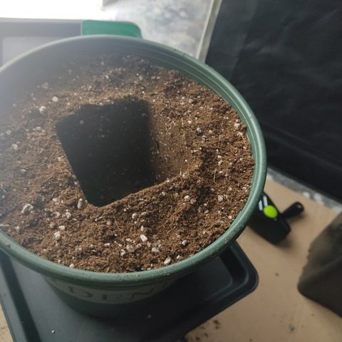 LAFANTA CBD growlog photo: Cubrimos el hueco del sustrato con un poco de micorrizas Great White. Después de transplantada hacemos un riego añadiendo micorrizas. 