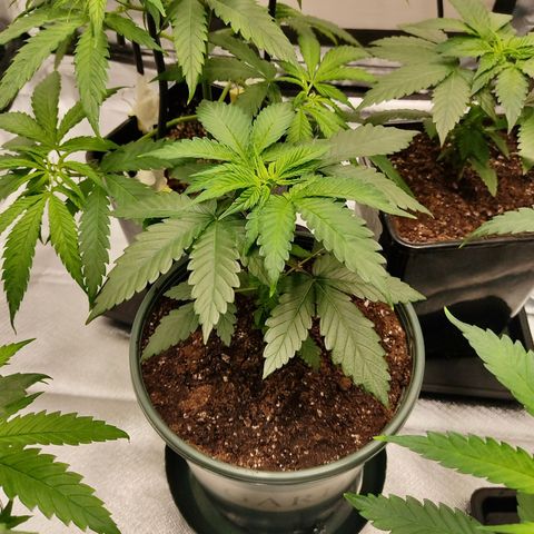 LAFANTA CBD growlog photo: Cubrimos el hueco del sustrato con un poco de micorrizas Great White. Después de transplantada hacemos un riego añadiendo micorrizas. 