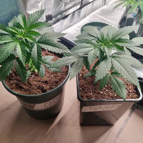 LAFANTA CBD growlog photo: Junto a las demás genéticas 