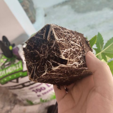 SUPER LEMON HAZE, MOBY-D, CRITICAL +2 & GORILLA GLUE #4 growlog photo: Transplantamos usando micorrizas Great White.