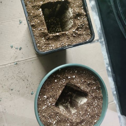 SUPER LEMON HAZE, MOBY-D, CRITICAL +2 & GORILLA GLUE #4 growlog photo: Transplantamos usando micorrizas Great White.