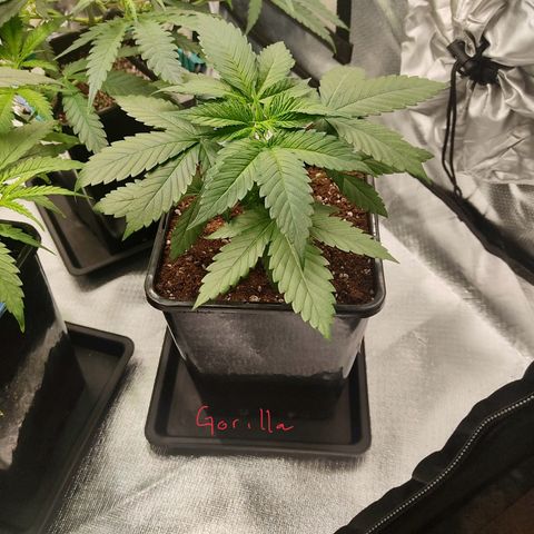 SUPER LEMON HAZE, MOBY-D, CRITICAL +2 & GORILLA GLUE #4 growlog photo: Transplantamos usando micorrizas Great White.