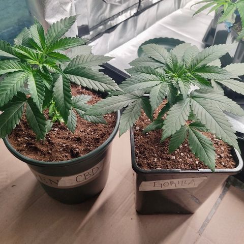 SUPER LEMON HAZE, MOBY-D, CRITICAL +2 & GORILLA GLUE #4 growlog timeline photo