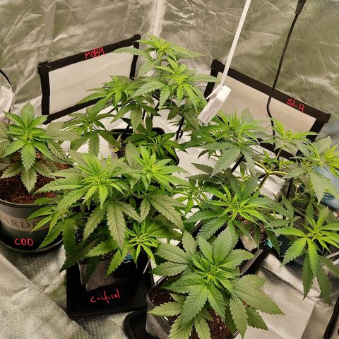 SUPER LEMON HAZE, MOBY-D, CRITICAL +2 & GORILLA GLUE #4 growlog timeline photo