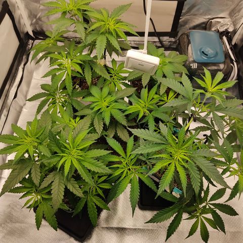 SUPER LEMON HAZE, MOBY-D, CRITICAL +2 & GORILLA GLUE #4 growlog timeline photo