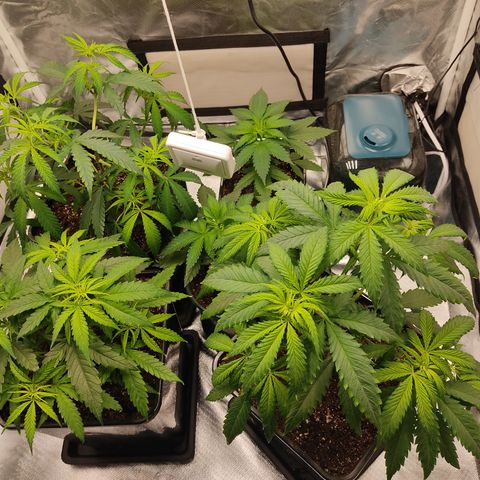 SUPER LEMON HAZE, MOBY-D, CRITICAL +2 & GORILLA GLUE #4 growlog photo: Usamos micorrizas GreatWhite en cada transplante. 