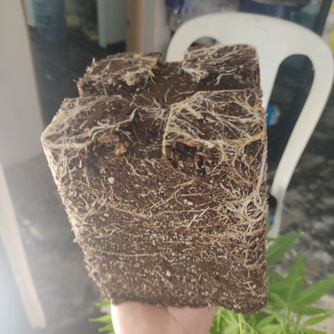 SUPER LEMON HAZE, MOBY-D, CRITICAL +2 & GORILLA GLUE #4 growlog photo: Usamos micorrizas GreatWhite en cada transplante. 