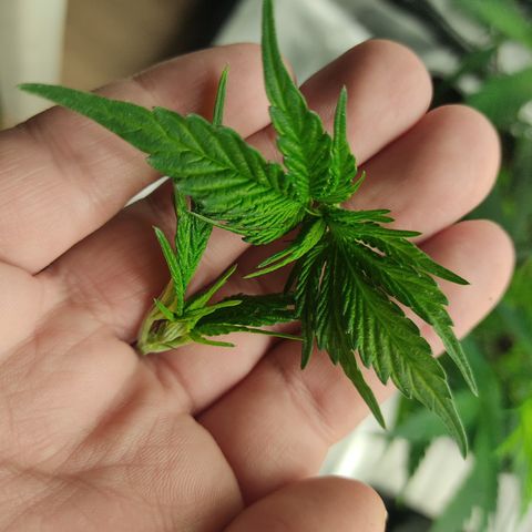 LAFANTA CBD growlog timeline photo