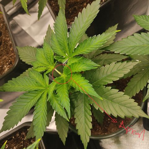 LAFANTA CBD growlog timeline photo