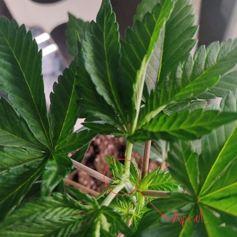 LAFANTA CBD growlog timeline photo