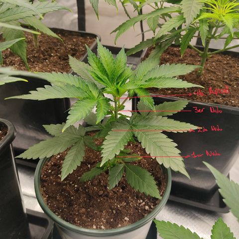 LAFANTA CBD growlog timeline photo