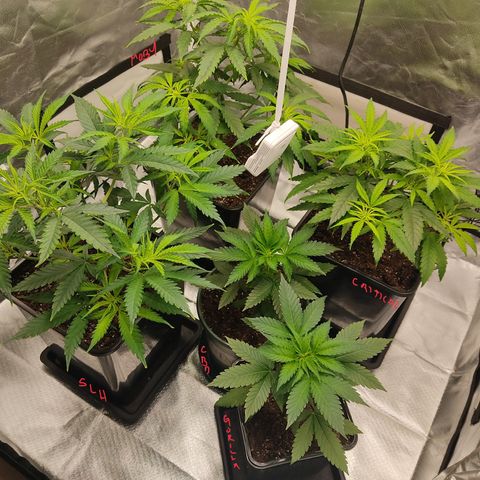 SUPER LEMON HAZE, MOBY-D, CRITICAL +2 & GORILLA GLUE #4 growlog photo: Así se ven al día siguiente después del transplante.