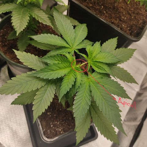 SUPER LEMON HAZE, MOBY-D, CRITICAL +2 & GORILLA GLUE #4 growlog photo: Poda apical a la genética Gorilla, quedando en una altura de 13 cm.