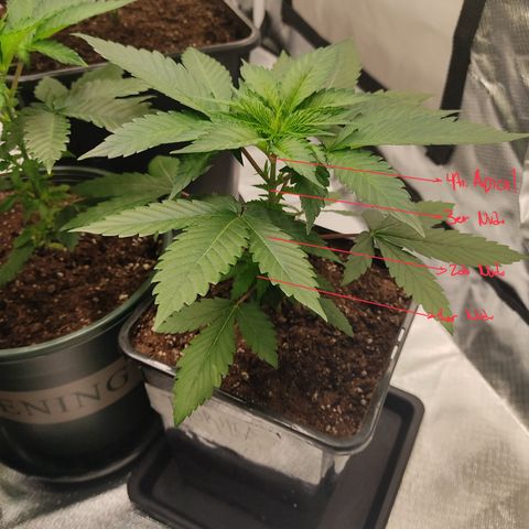 SUPER LEMON HAZE, MOBY-D, CRITICAL +2 & GORILLA GLUE #4 growlog photo: Poda apical a la genética Gorilla, quedando en una altura de 13 cm.