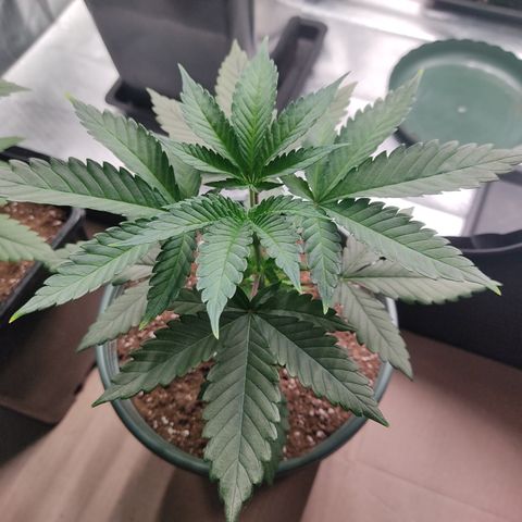 LAFANTA CBD growlog photo: Día después de la poda apical lista para riego.