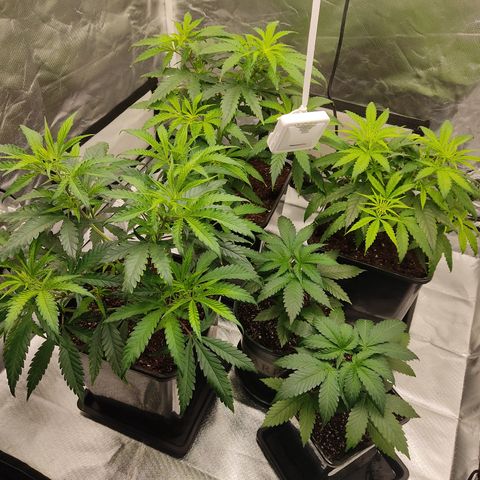 LAFANTA CBD growlog photo: Después de riego.