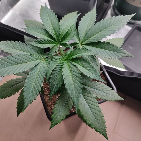 SUPER LEMON HAZE, MOBY-D, CRITICAL +2 & GORILLA GLUE #4 growlog photo: Gorilla, día siguiente de poda, lista para primer riego con fertilizantes.