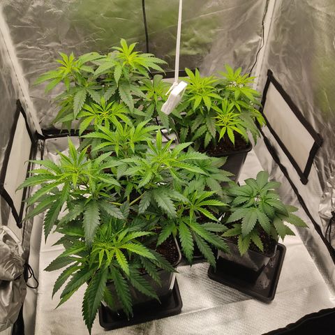 SUPER LEMON HAZE, MOBY-D, CRITICAL +2 & GORILLA GLUE #4 growlog timeline photo