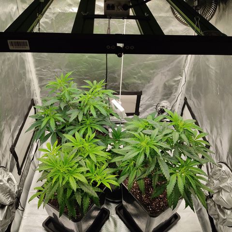 SUPER LEMON HAZE, MOBY-D, CRITICAL +2 & GORILLA GLUE #4 growlog timeline photo
