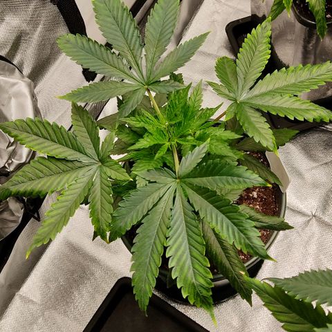 LAFANTA CBD growlog timeline photo