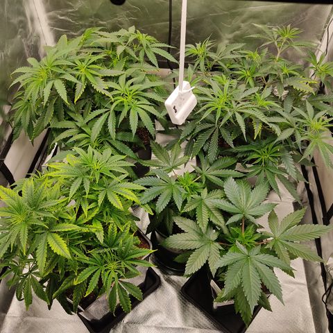 SUPER LEMON HAZE, MOBY-D, CRITICAL +2 & GORILLA GLUE #4 growlog timeline photo