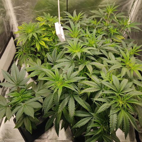 SUPER LEMON HAZE, MOBY-D, CRITICAL +2 & GORILLA GLUE #4 growlog photo: Plantas antes de su poda de bajos y foliar 